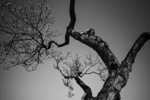 写真作例 オールドレンズとミラーレス