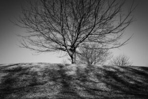 写真作例 オールドレンズとミラーレス