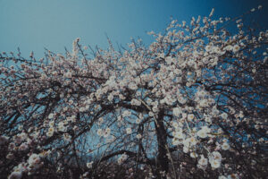 写真作例 オールドレンズとミラーレス