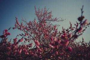 写真作例 オールドレンズとミラーレス