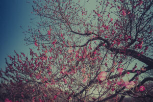 写真作例 オールドレンズとミラーレス