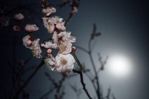 写真作例 オールドレンズとミラーレス