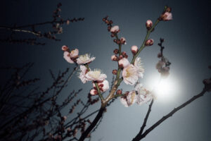写真作例 オールドレンズとミラーレス