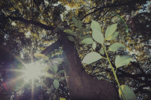 写真作例 オールドレンズとミラーレス