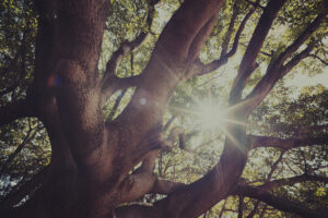 写真作例 オールドレンズとミラーレス