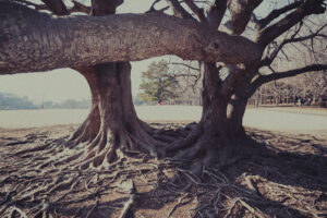 写真作例 オールドレンズとミラーレス