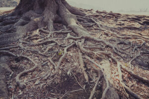 写真作例 オールドレンズとミラーレス