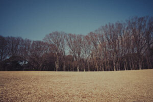 写真作例 オールドレンズとミラーレス