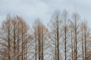 写真作例 オールドレンズとミラーレス