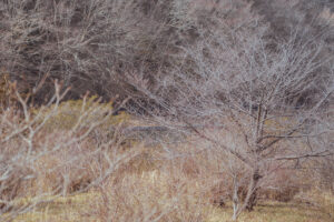 写真作例 オールドレンズとミラーレス
