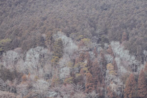 写真作例 オールドレンズとミラーレス