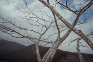 写真作例 オールドレンズとミラーレス