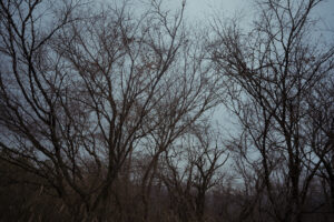 写真作例 オールドレンズとミラーレス