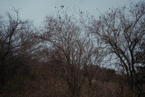 写真作例 オールドレンズとミラーレス