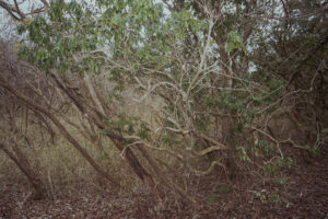 写真作例 オールドレンズとミラーレス