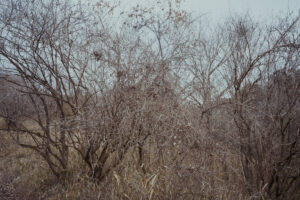 写真作例 オールドレンズとミラーレス