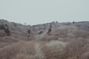 写真作例 オールドレンズとミラーレス