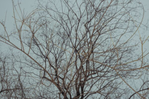 写真作例 オールドレンズとミラーレス