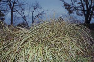 写真作例 オールドレンズとミラーレス