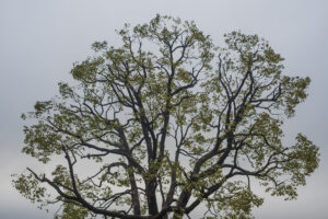写真作例 オールドレンズとミラーレス