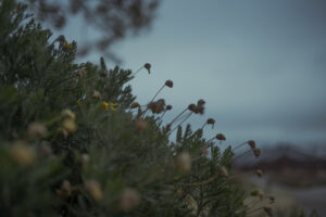 写真作例 オールドレンズとミラーレス