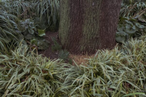 写真作例 オールドレンズとミラーレス