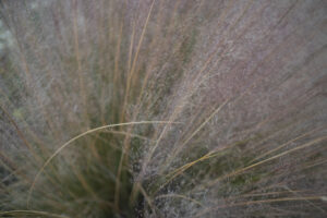 写真作例 オールドレンズとミラーレス