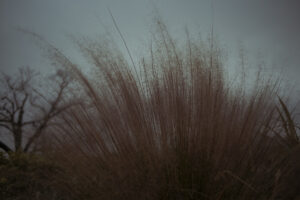 写真作例 オールドレンズとミラーレス