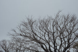 写真作例 オールドレンズとミラーレス