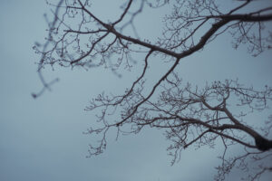 写真作例 オールドレンズとミラーレス