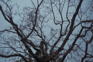 写真作例 オールドレンズとミラーレス