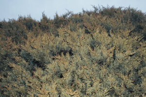 写真作例 オールドレンズとミラーレス