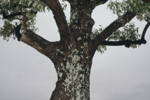 写真作例 オールドレンズとミラーレス