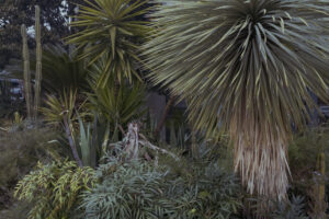 写真作例 オールドレンズとミラーレス