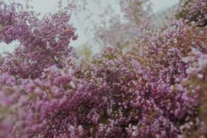 写真作例 オールドレンズとミラーレス