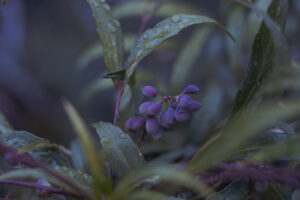 写真作例 オールドレンズとミラーレス
