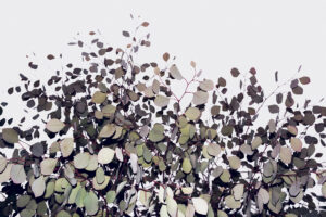 写真作例 オールドレンズとミラーレス