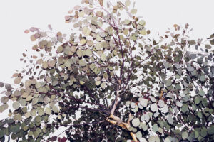 写真作例 オールドレンズとミラーレス