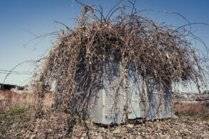写真作例 オールドレンズとミラーレス