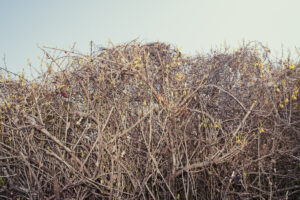 写真作例 オールドレンズとミラーレス