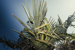 写真作例 オールドレンズとミラーレス