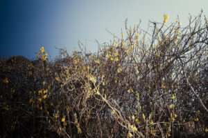 写真作例 オールドレンズとミラーレス