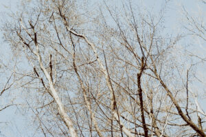 写真作例 オールドレンズとミラーレス