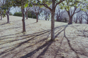 写真作例 オールドレンズとミラーレス