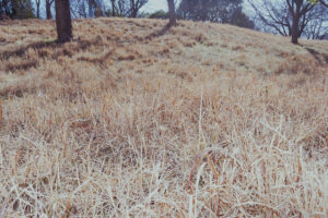 写真作例 オールドレンズとミラーレス