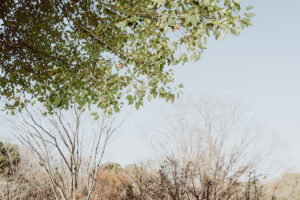 写真作例 オールドレンズとミラーレス