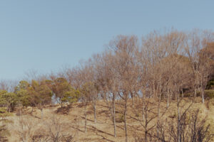 写真作例 オールドレンズとミラーレス