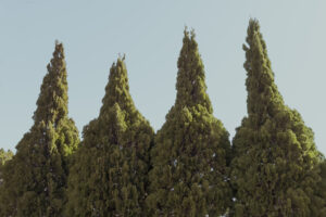 写真作例 オールドレンズとミラーレス