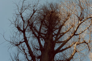 写真作例 オールドレンズとミラーレス