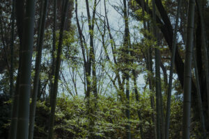 写真作例 オールドレンズとミラーレス